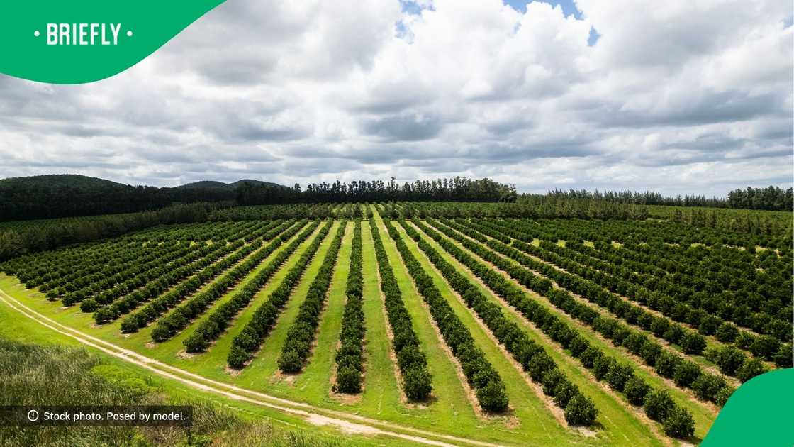 Vumelana has successfully facilitated 26 partnerships between land reform beneficiaries and private investors, putting approximately 76 000 hectares of land into productive use and attracting over R1 billion in private investments. Vumelana has successfully facilitated 26 partnerships between land reform beneficiaries and private investors, putting approximately 76 000 hectares of land into productive use and attracting over R1 billion in private investments.