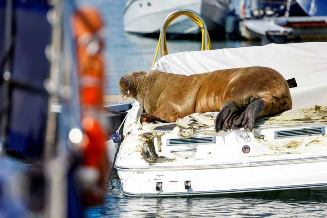 Freya first gained notoriety in Norway by climbing onto pleasure boats Freya first gained notoriety in Norway by climbing onto pleasure boats