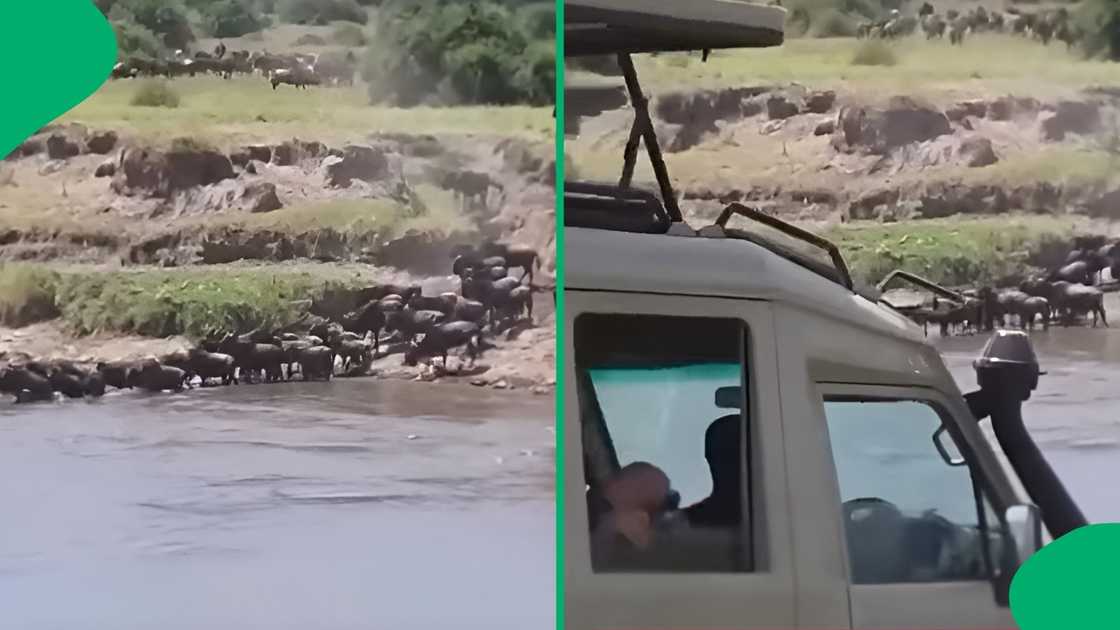 Bystanders watched in absolute horror as a safari vehicle ended up submerged in the Mara River