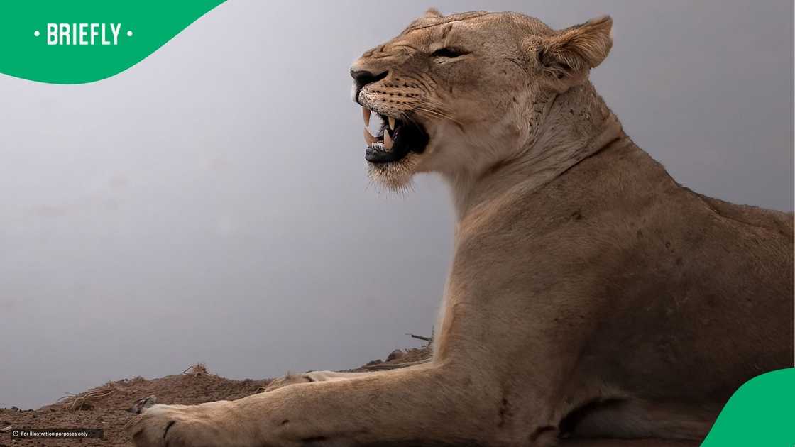 Lion attack man and hold him for a long time Lion attack man and hold him for a long time
