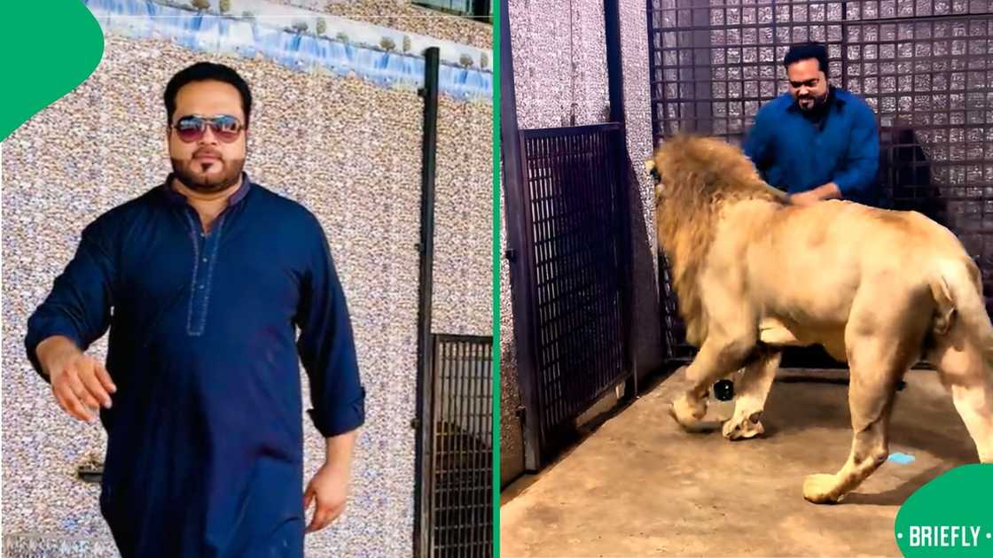 TikTok users noticed how scared a guy was when his lion got closer to him