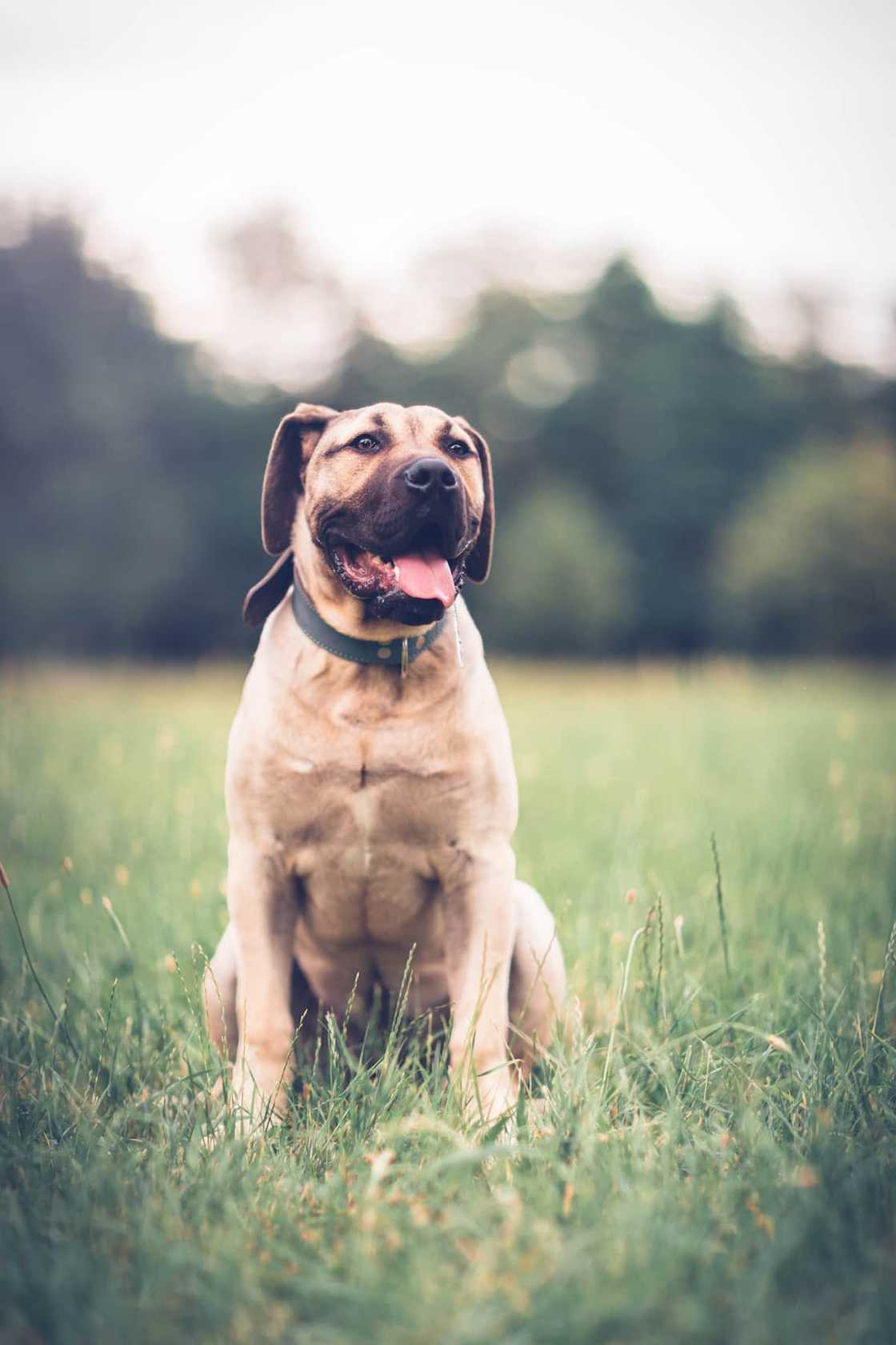 Who is the best Boerboel breeder in South Africa? Who is the best Boerboel breeder in South Africa?