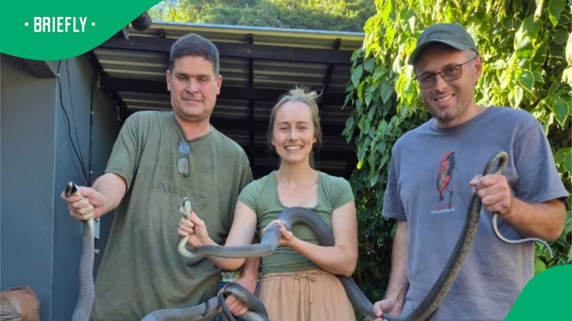 Snake expert finds black mambas fighting in TikTok video