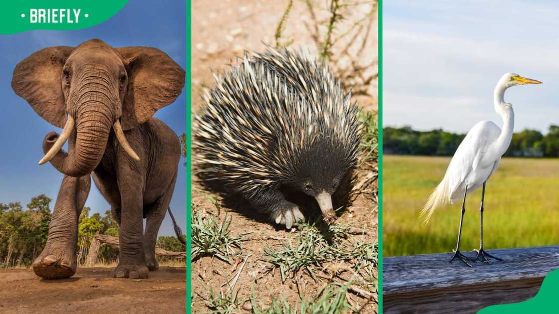 Animals that start with the letter E Animals that start with the letter E