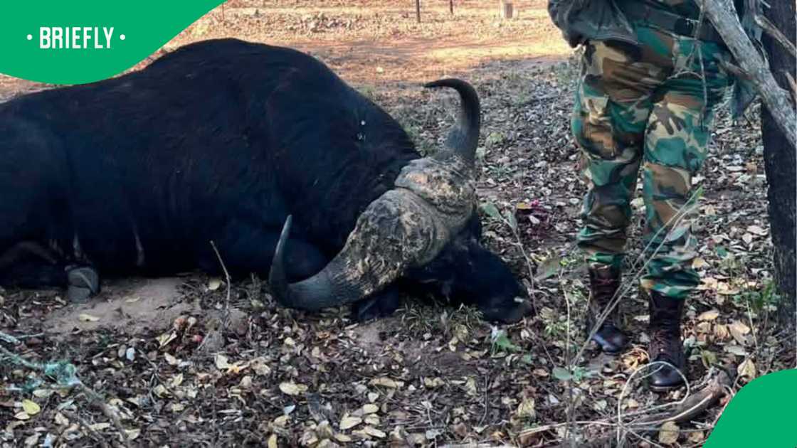 Buffalo bull shot dead after charging rangers in Marloth Park incident