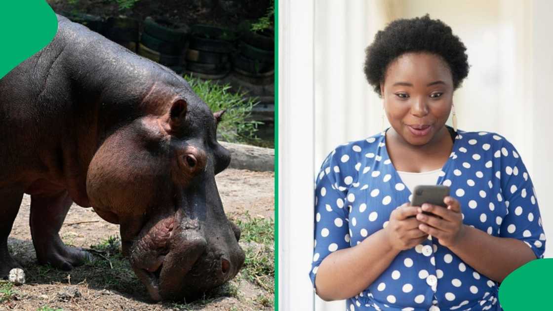 A TikTok video showcases hippos roaming the streets of St Lucia, South Africa.