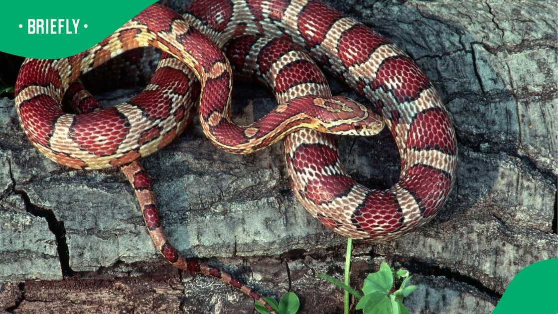 Toddler's playtime with scary corn snake goes viral