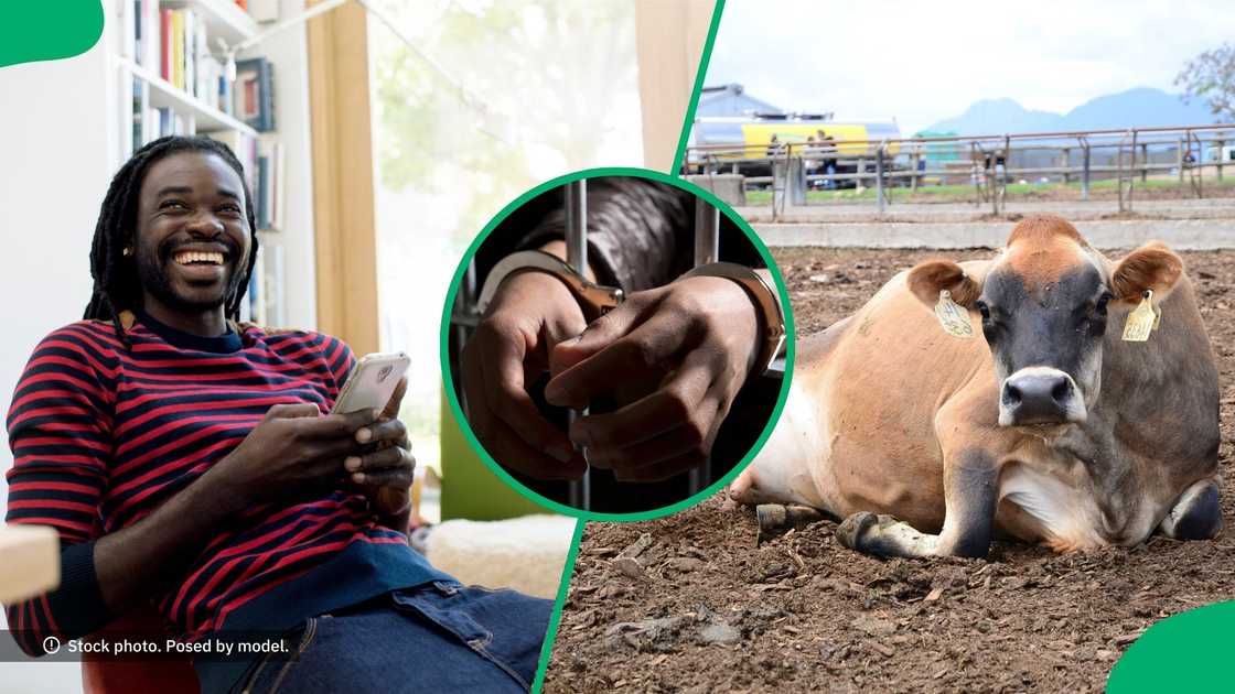 The South African Police Service arrested three suspects in Vryheid, KwaZulu-Natal for allegedly stealing cattle The South African Police Service arrested three suspects in Vryheid, KwaZulu-Natal for allegedly stealing cattle