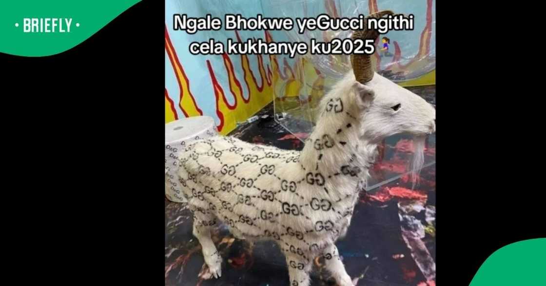 SA floored by lady's Gucci-branded goat