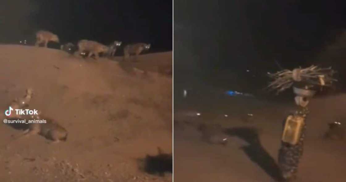 A woman walks past pack of hyenas A woman walks past pack of hyenas