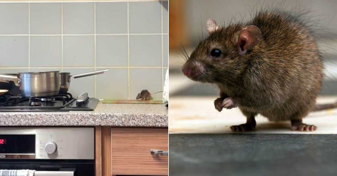 Mouse found in UK woman's home Mouse found in UK woman's home