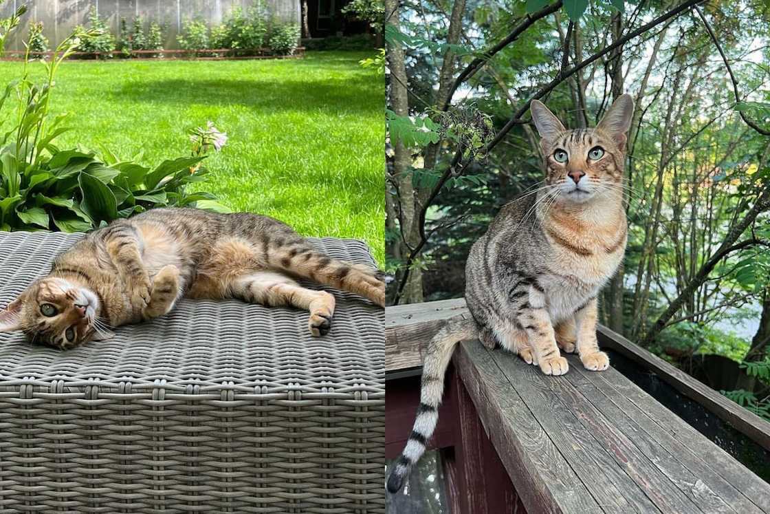 A Serengeti cate sat in the garden A Serengeti cate sat in the garden
