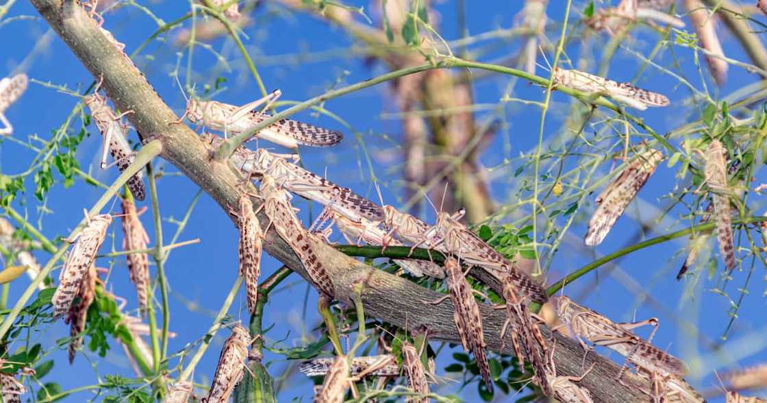 Brown Locusts, Northern Cape, Ruin, Agriculture Brown Locusts, Northern Cape, Ruin, Agriculture