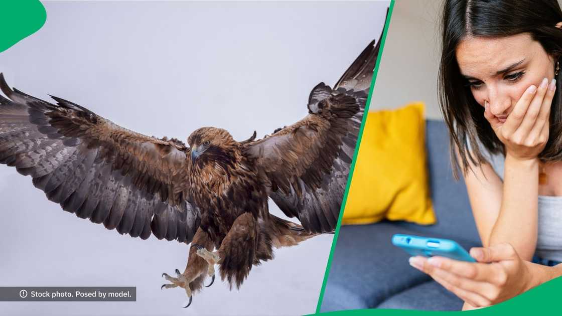 A massive golden eagle tried to fly away with a kid, leaving the internet stunned. A massive golden eagle tried to fly away with a kid, leaving the internet stunned.