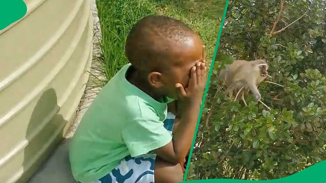 Monkey takes boy's lollipop in TikTok video Monkey takes boy's lollipop in TikTok video