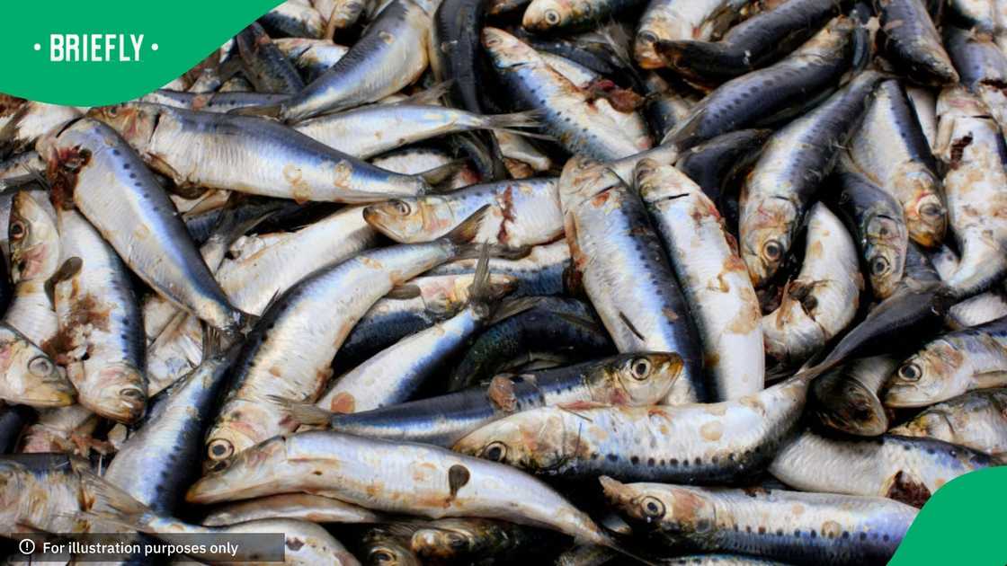 Frshly caught sardines in bucket, Cape Town, South Africa