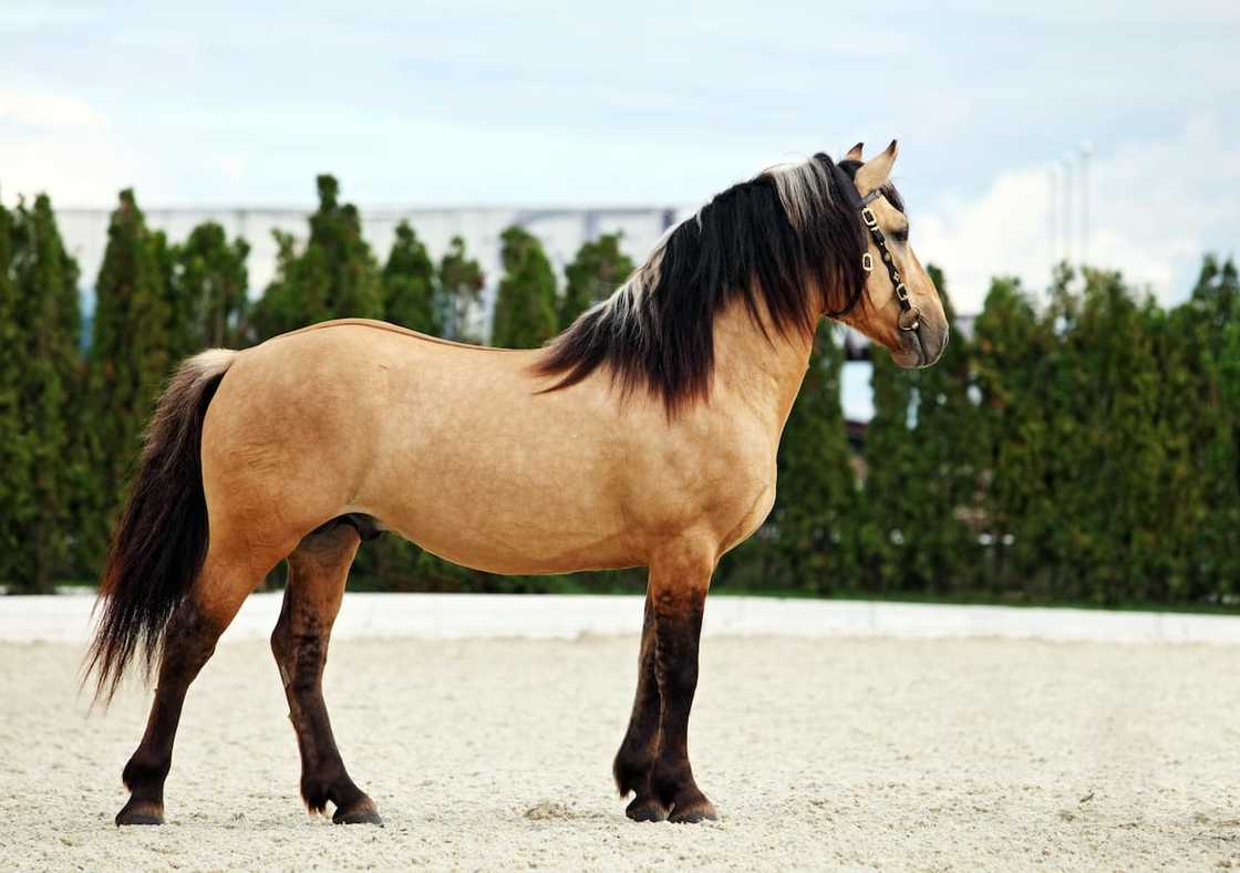 Which is the largest kind of horse? Which is the largest kind of horse?