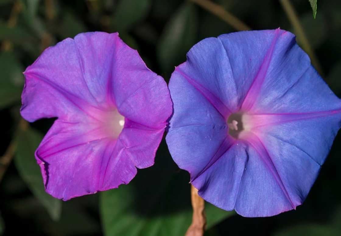 What is the birth flower for all 12 months? What is the birth flower for all 12 months?