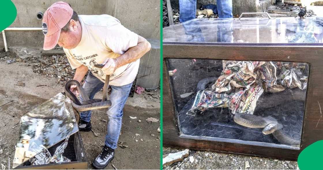 A snake catcher placed a black mamba in its travel box. A snake catcher placed a black mamba in its travel box.