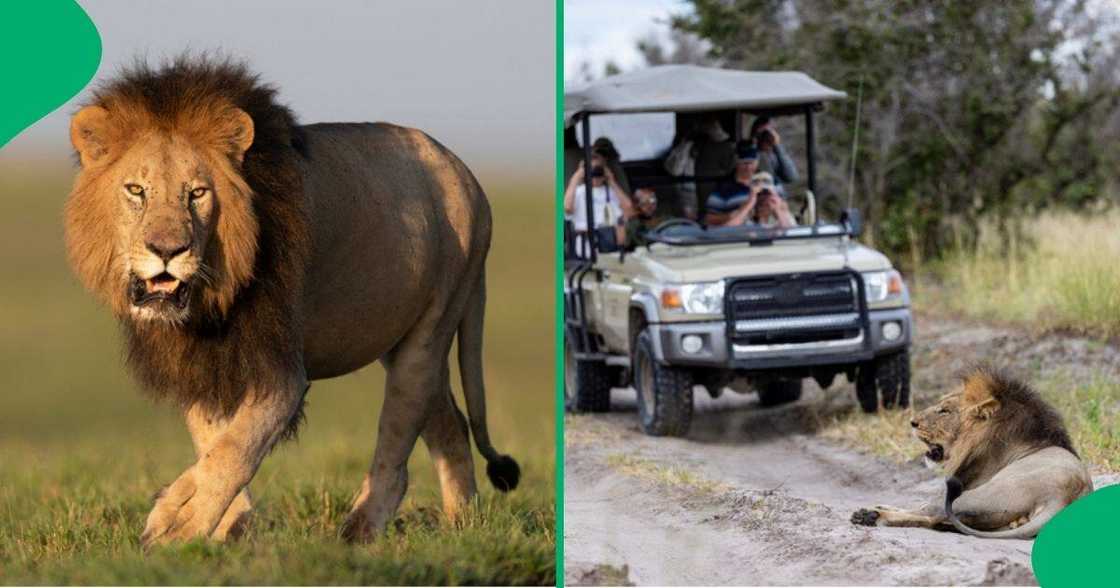 A TikTok video shows a lion attcking safari cruiser which shocked many people online. A TikTok video shows a lion attcking safari cruiser which shocked many people online.