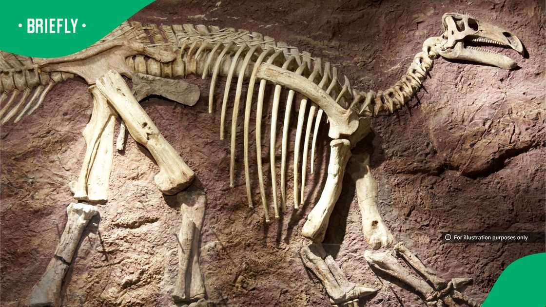 The discovery of the new species, named Musango matusadonaensis, is based on a skeleton excavated on the shores of Lake Kariba in northern Zimbabwe in 2018