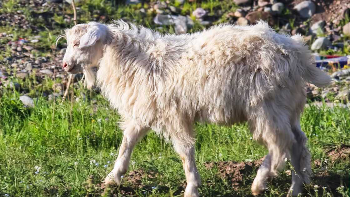 Animals with x Animals with x