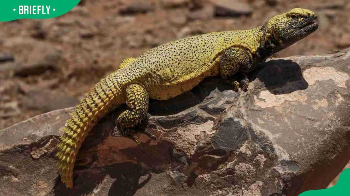 Uromastyx basking