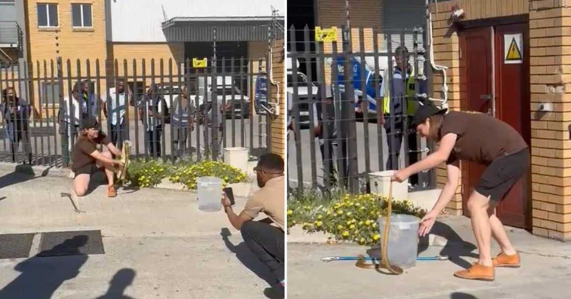 A man caught two massive Cape cobras.