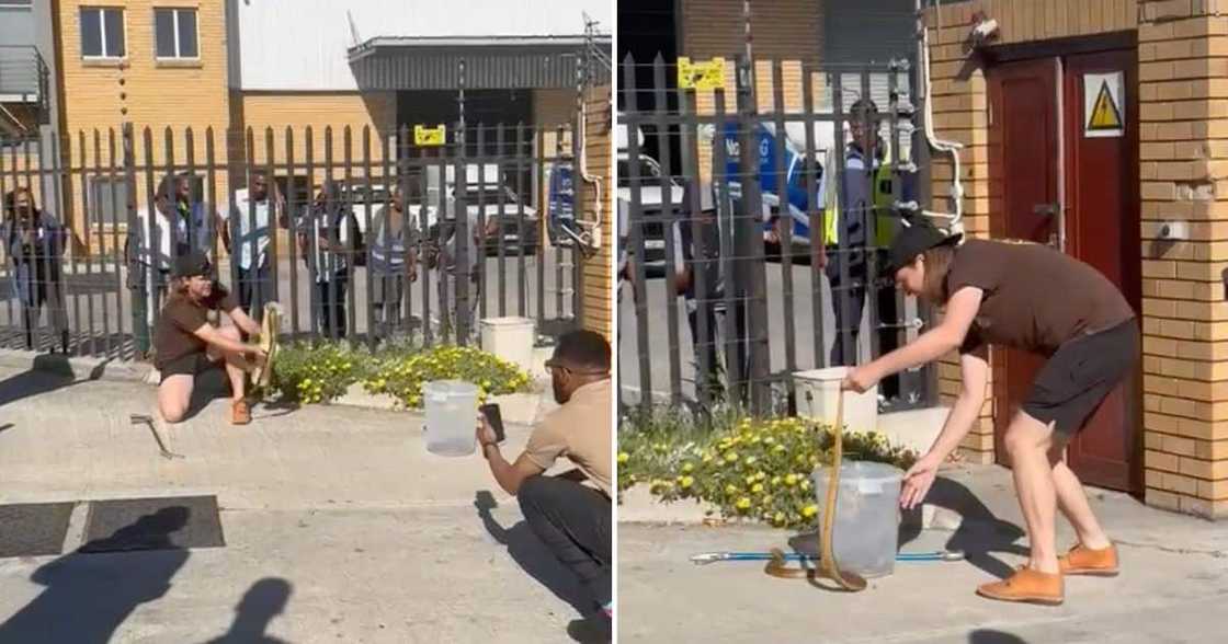 A man caught two massive Cape cobras. A man caught two massive Cape cobras.