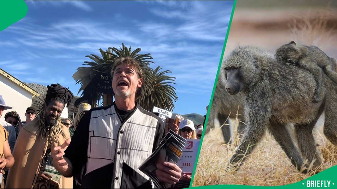 People protested against baboon killings. People protested against baboon killings.
