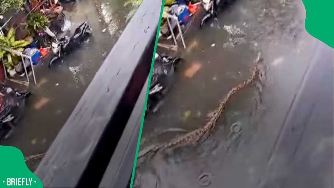 A five-metre-long snake appeared in the floodwaters A five-metre-long snake appeared in the floodwaters