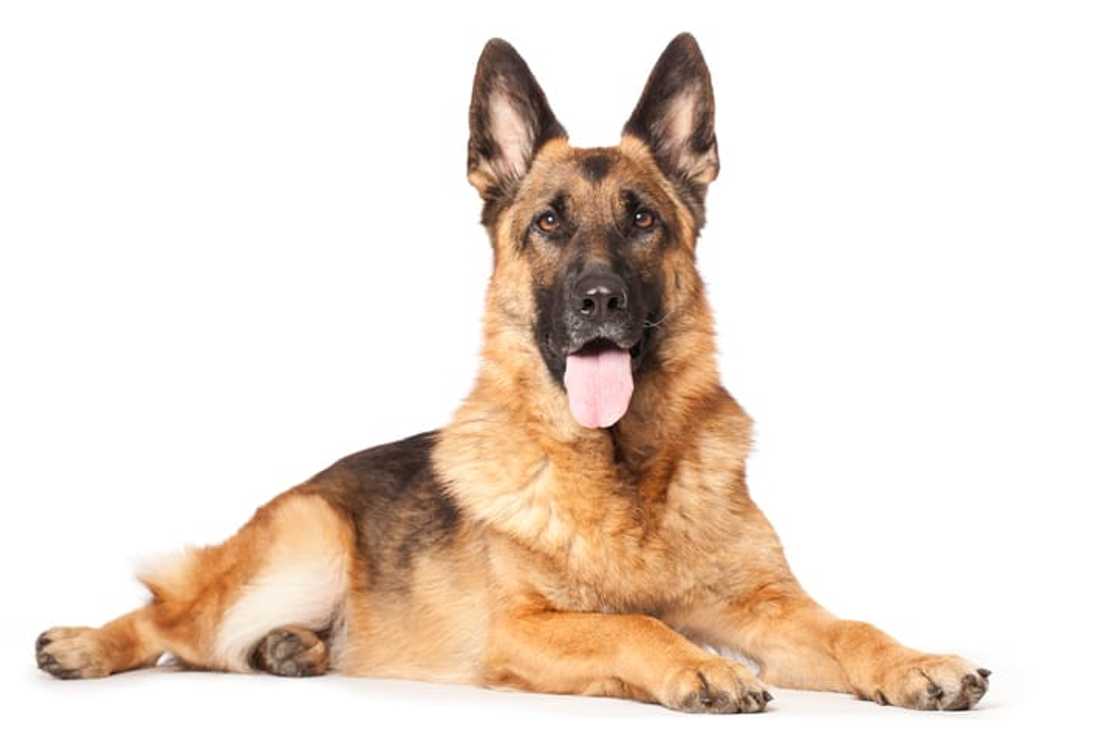 most dangerous dog breeds most dangerous dog breeds