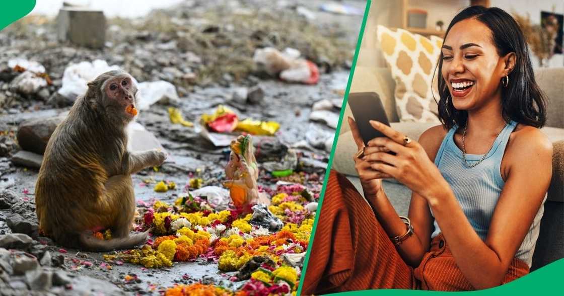 A monkey in KwaZulu-Natal stole a loaf of Sasko from a shop. A monkey in KwaZulu-Natal stole a loaf of Sasko from a shop.