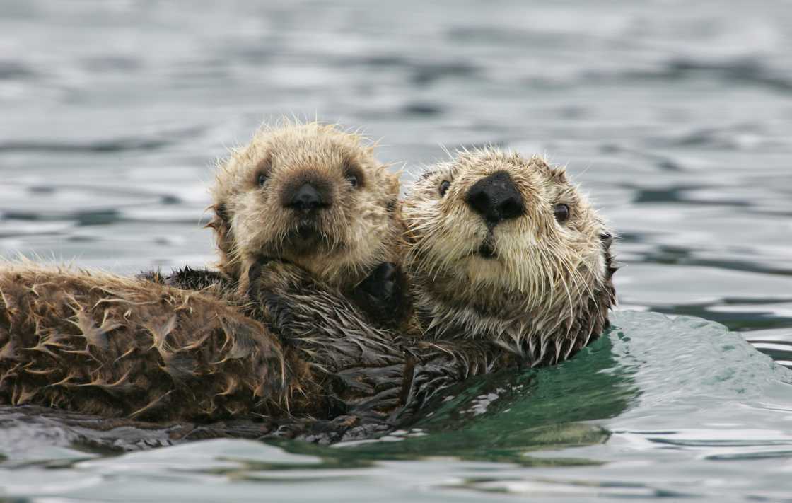 Sea otters floating on water