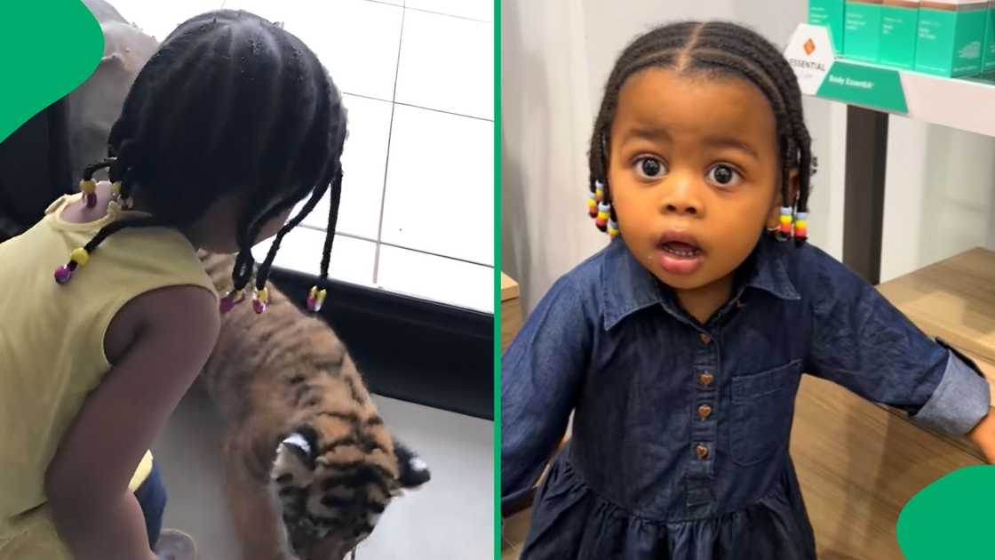 A mom shared a video of her daughter trying to get the attention of a baby tiger