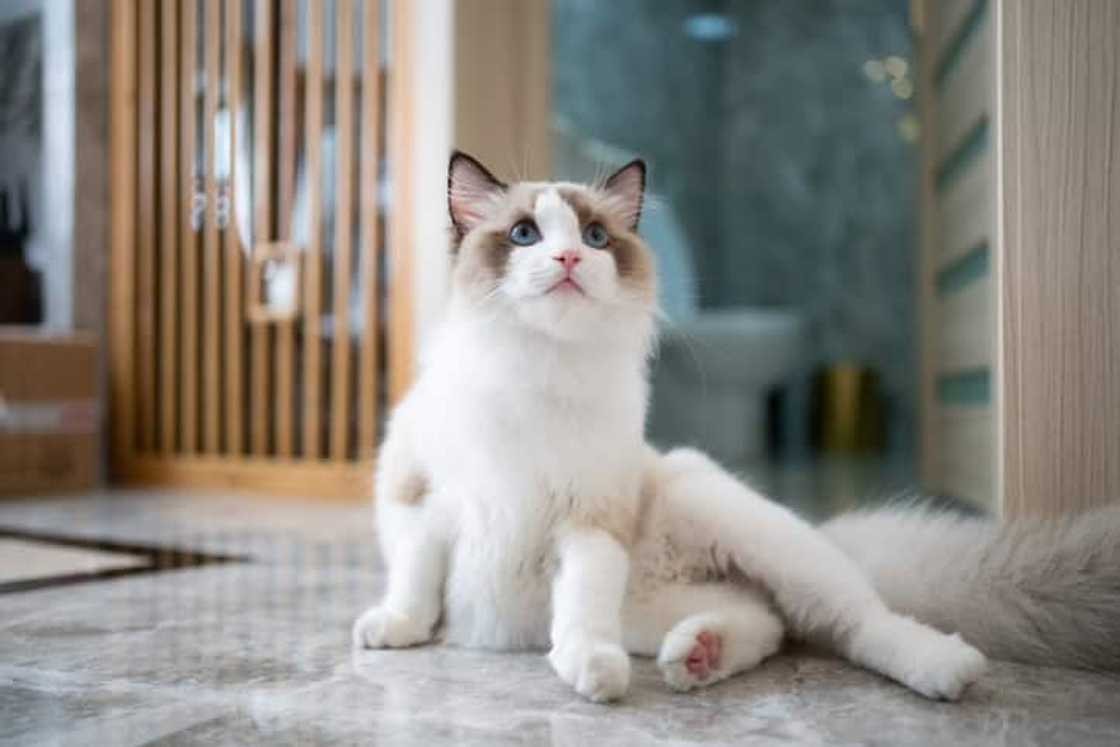 Ragdoll on the floor Ragdoll on the floor