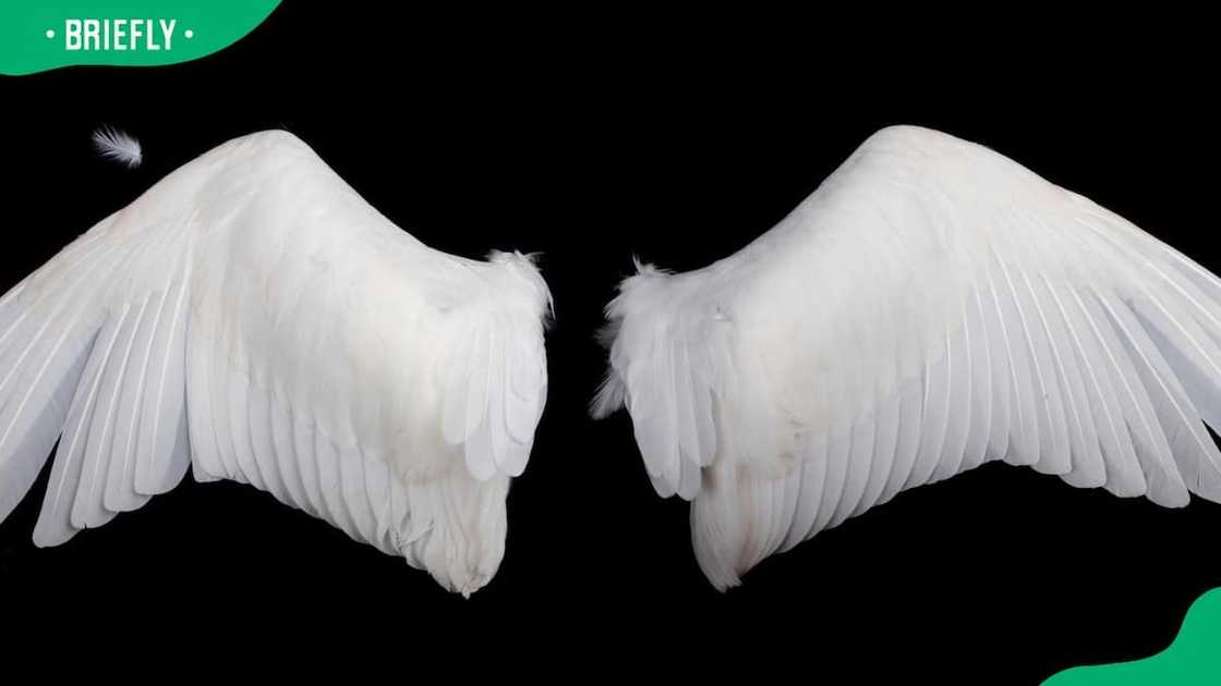 A pair of white wings A pair of white wings
