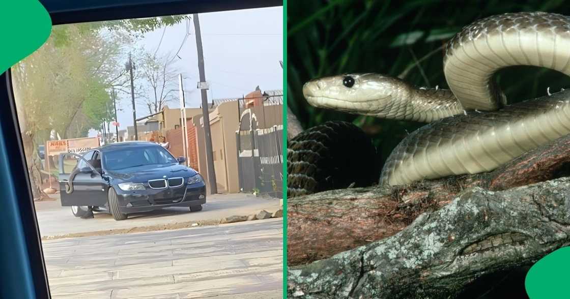 A Soweto gent casually carried a huge snake, leaving the internet stunned.