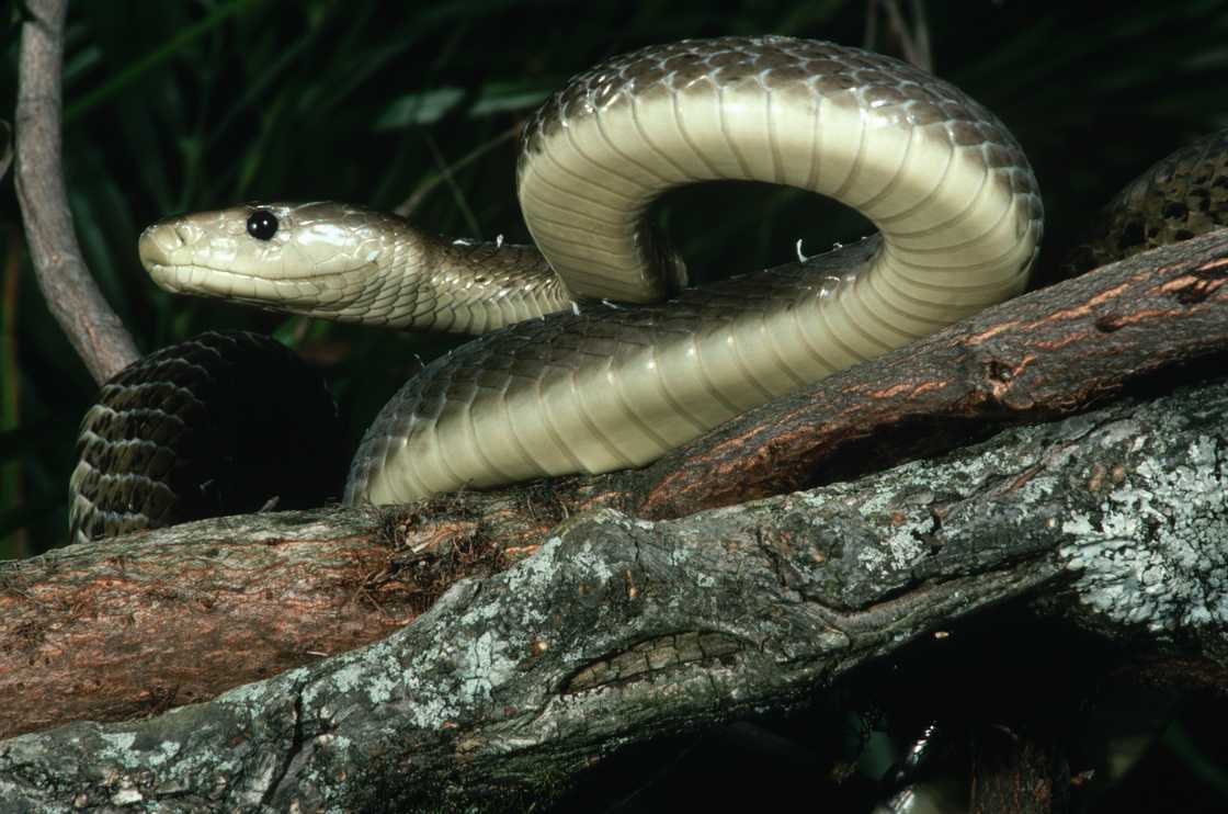 Mzansi wondered how a snake got into a toddler's room after seeing it removed Mzansi wondered how a snake got into a toddler's room after seeing it removed