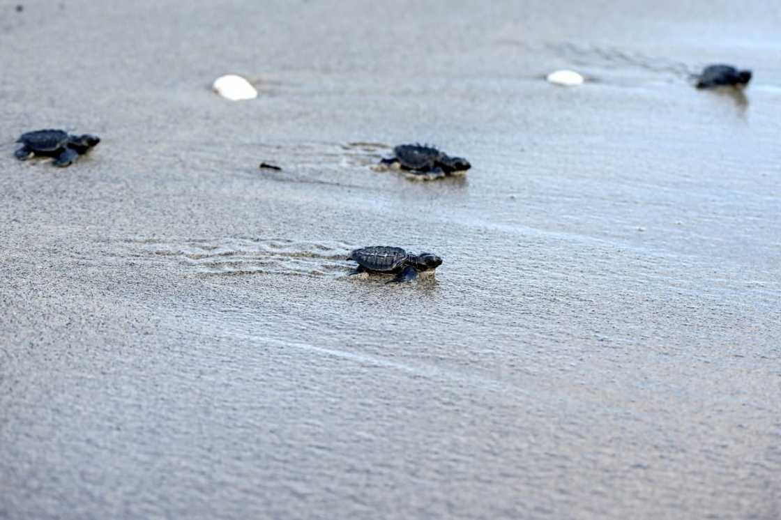 The eggs of the protected olive ridley turtle are taken illegally and sold as an 'aphrodisiac'