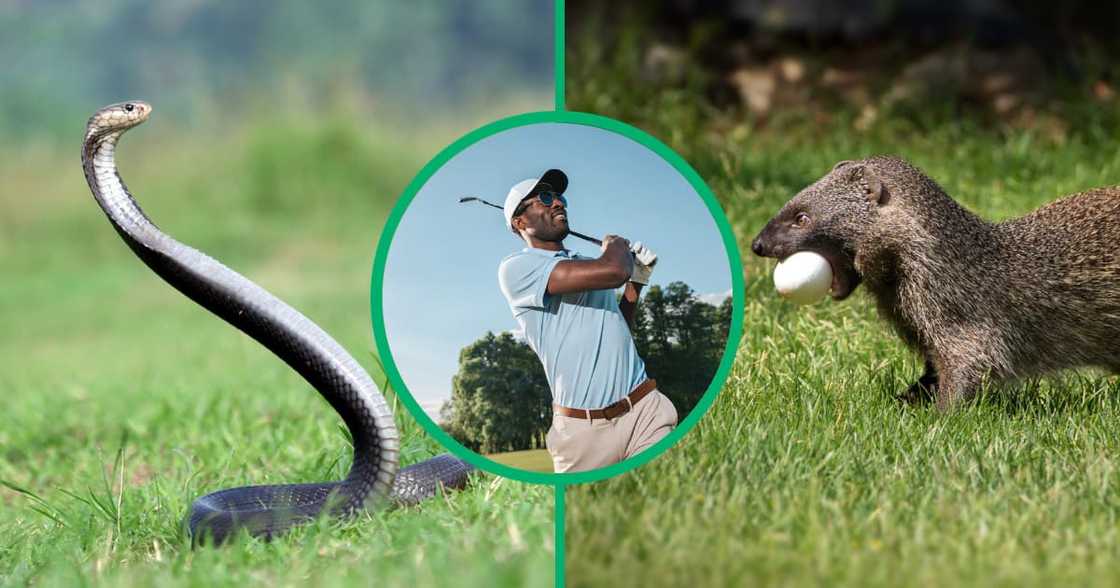 The TikTok video captures a rare showdown between a cobra and a mongoose on a South African golf course The TikTok video captures a rare showdown between a cobra and a mongoose on a South African golf course