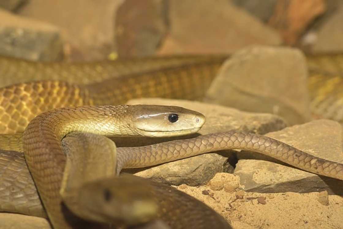 What poisonous snakes are in South Africa? What poisonous snakes are in South Africa?