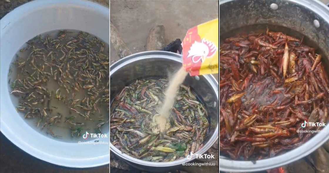 A lady from Venda cooks grasshoppers over the fire