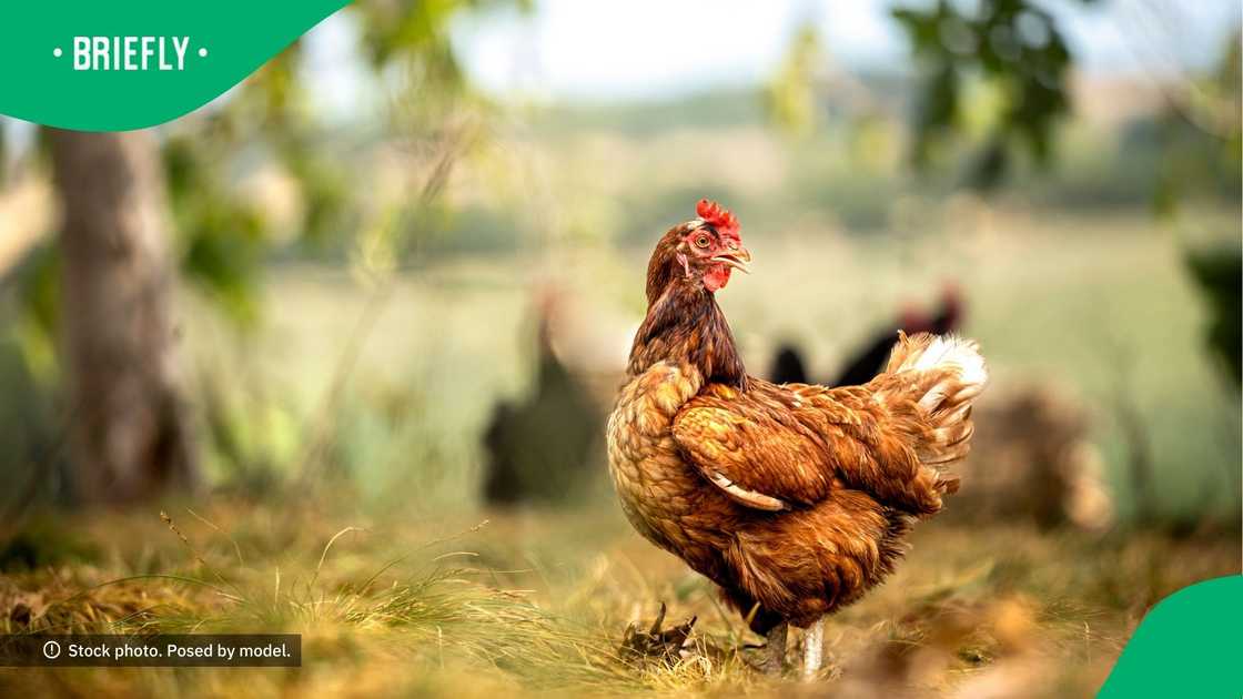 Chicken experimented with Chicken experimented with