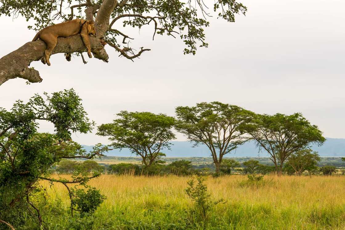 World's largest parks