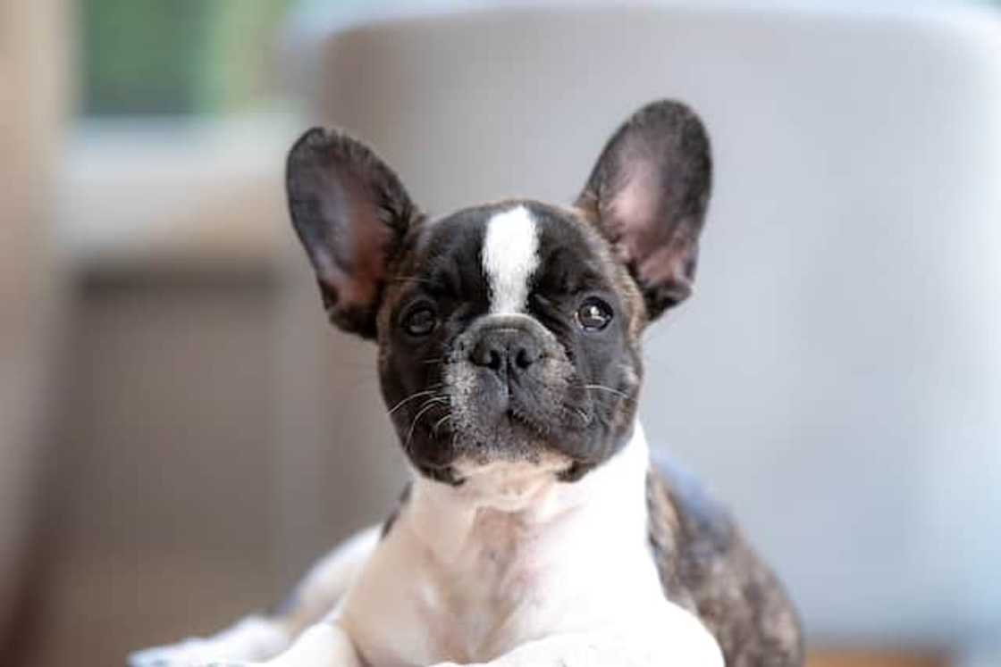 most expensive frenchie most expensive frenchie