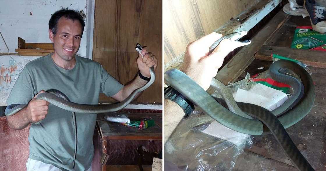 Black Mamba, snake, Shack, Rescued, Snake Catcher, Nick Evans Black Mamba, snake, Shack, Rescued, Snake Catcher, Nick Evans
