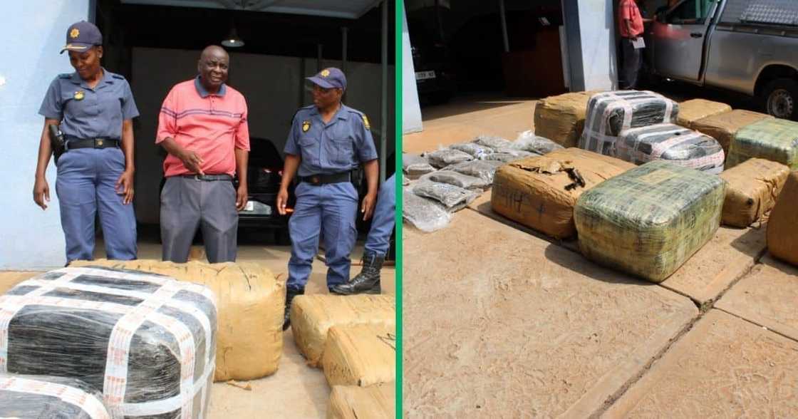 Limpopo police confiscated R3 million worth of dagga. Limpopo police confiscated R3 million worth of dagga.