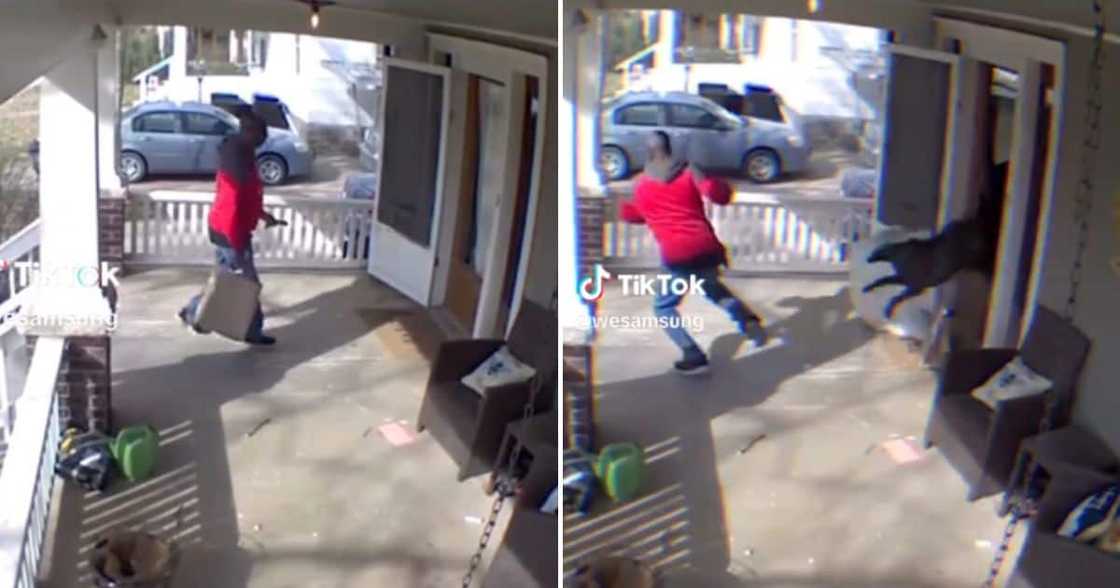 Pit bull jumping through door at delivery guy Pit bull jumping through door at delivery guy