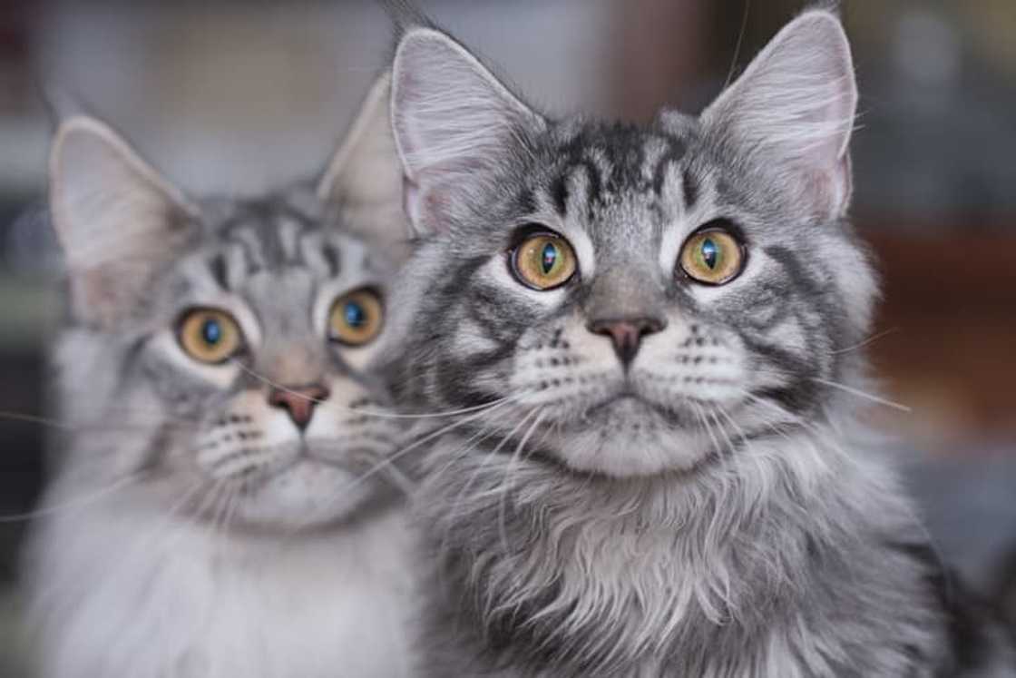 Two Maine Coon cat siblings